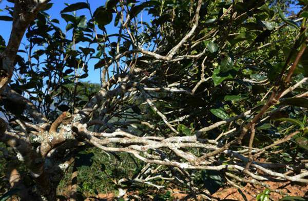 2021年正氣塘古樹秋茶花蜜香氣盈盈，冰糖甜韻深邃！