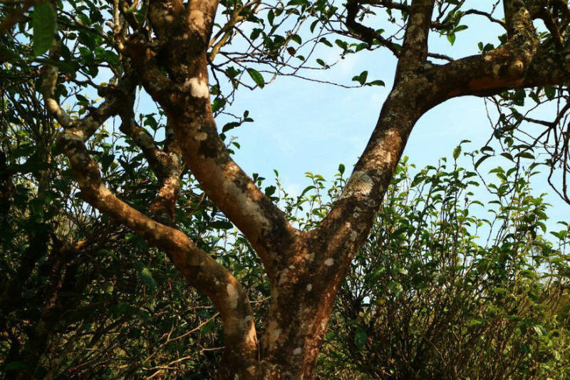 2021年冰島南迫古樹秋茶口感？