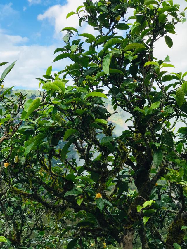 2021年冰島南迫古樹秋茶茶園詳解！