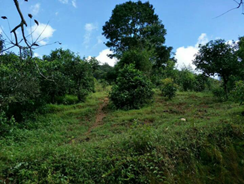 2021年冰島南迫古樹秋茶特點(diǎn)？