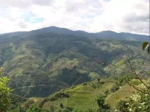 2021年冰島南迫古樹秋茶價格是多少？