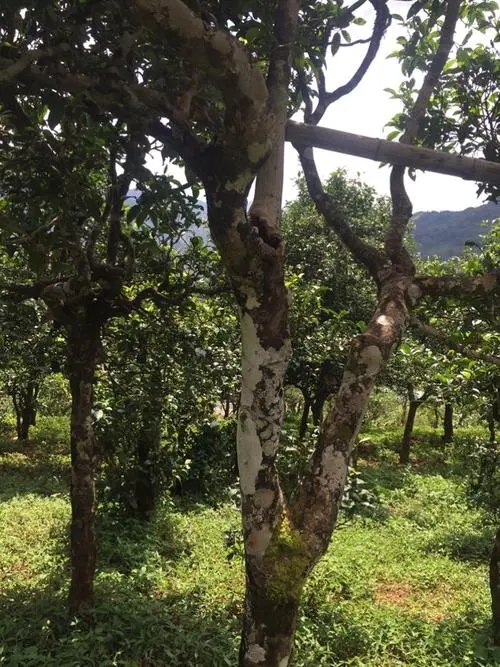 2021年冰島地界古樹秋茶口感?