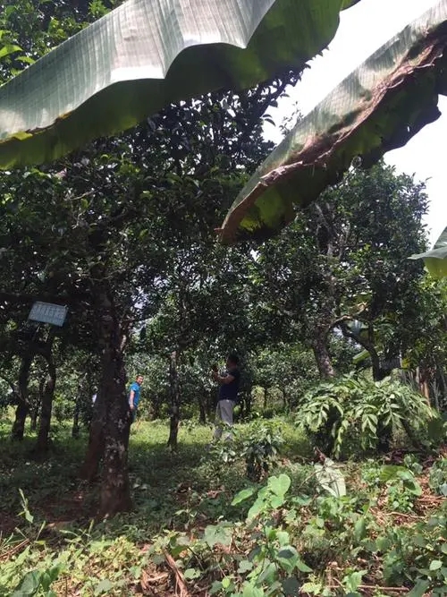 2021年冰島地界古樹秋茶特征詳解！