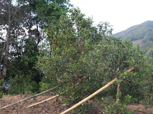 2021年冰島壩歪古樹秋茶茶園詳解！