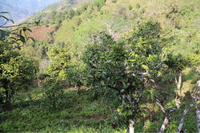 2021年冰島壩歪古樹秋茶，飲盡蘭花香，舒心又暢懷