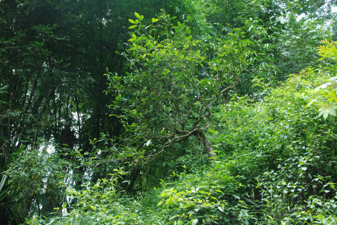 2021年冰島糯伍古樹秋茶| 甜出新高度，融在心底間~