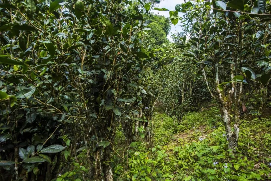 2021年冰島糯伍古樹秋茶口感是什么？