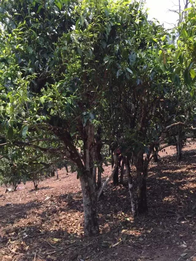 2021年冰島糯伍古樹秋茶特點(diǎn)？