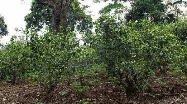 2021年冰島糯伍古樹秋茶多少錢一公斤？