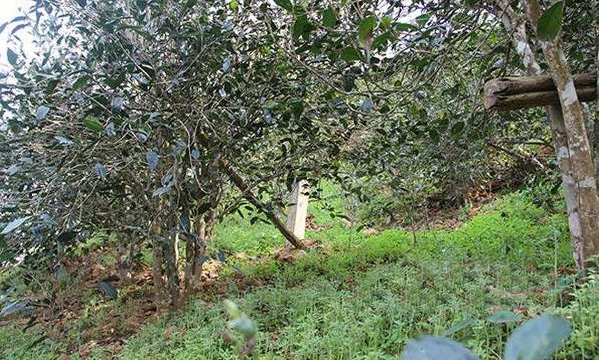 2021年昔歸古樹秋茶口感是什么？