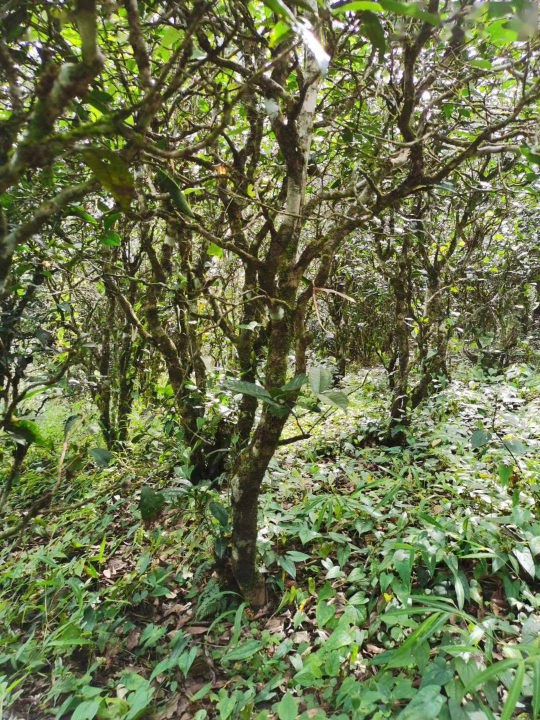 2021年昔歸古樹秋茶價格多少錢？