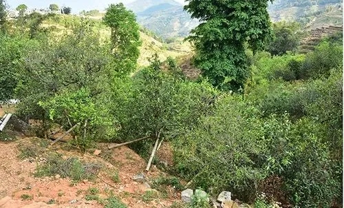 2021那罕古樹(shù)秋茶為何被稱(chēng)為小昔歸？