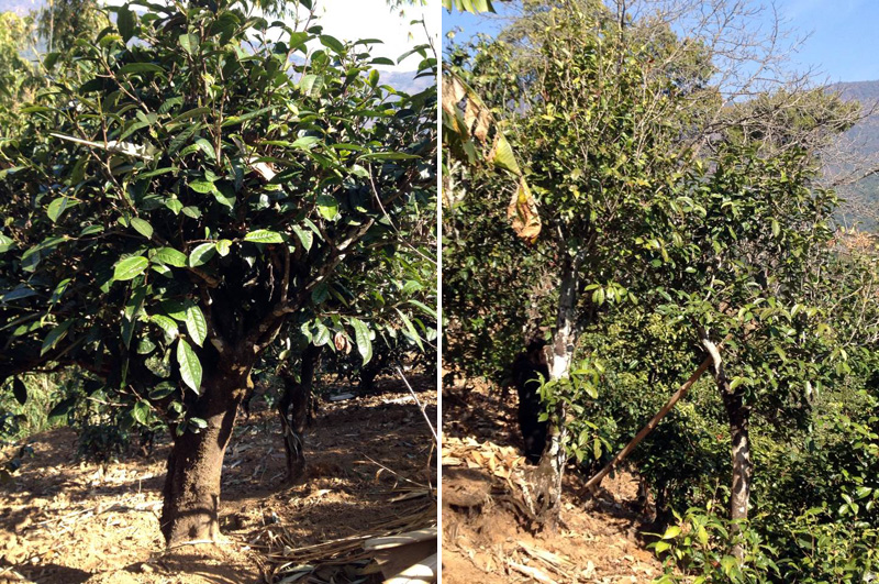 2021年忙肺古樹秋茶特點是什么？