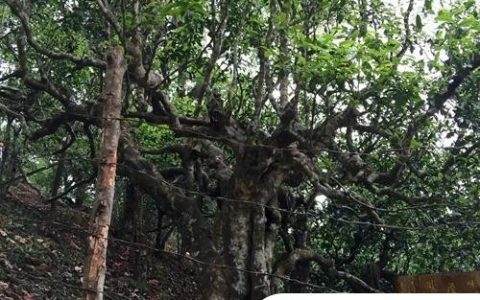 2021年忙肺古樹秋茶臨滄四大名茶之一！