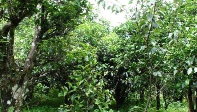 2021年忙肺古樹秋茶口感是什么?