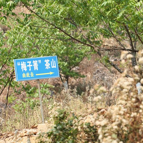 2021年梅子箐古樹秋茶口感！