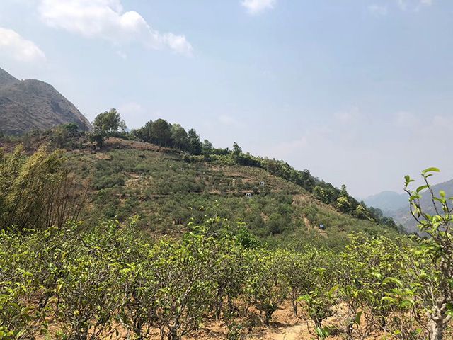 2021年梅子箐古樹秋茶價格?