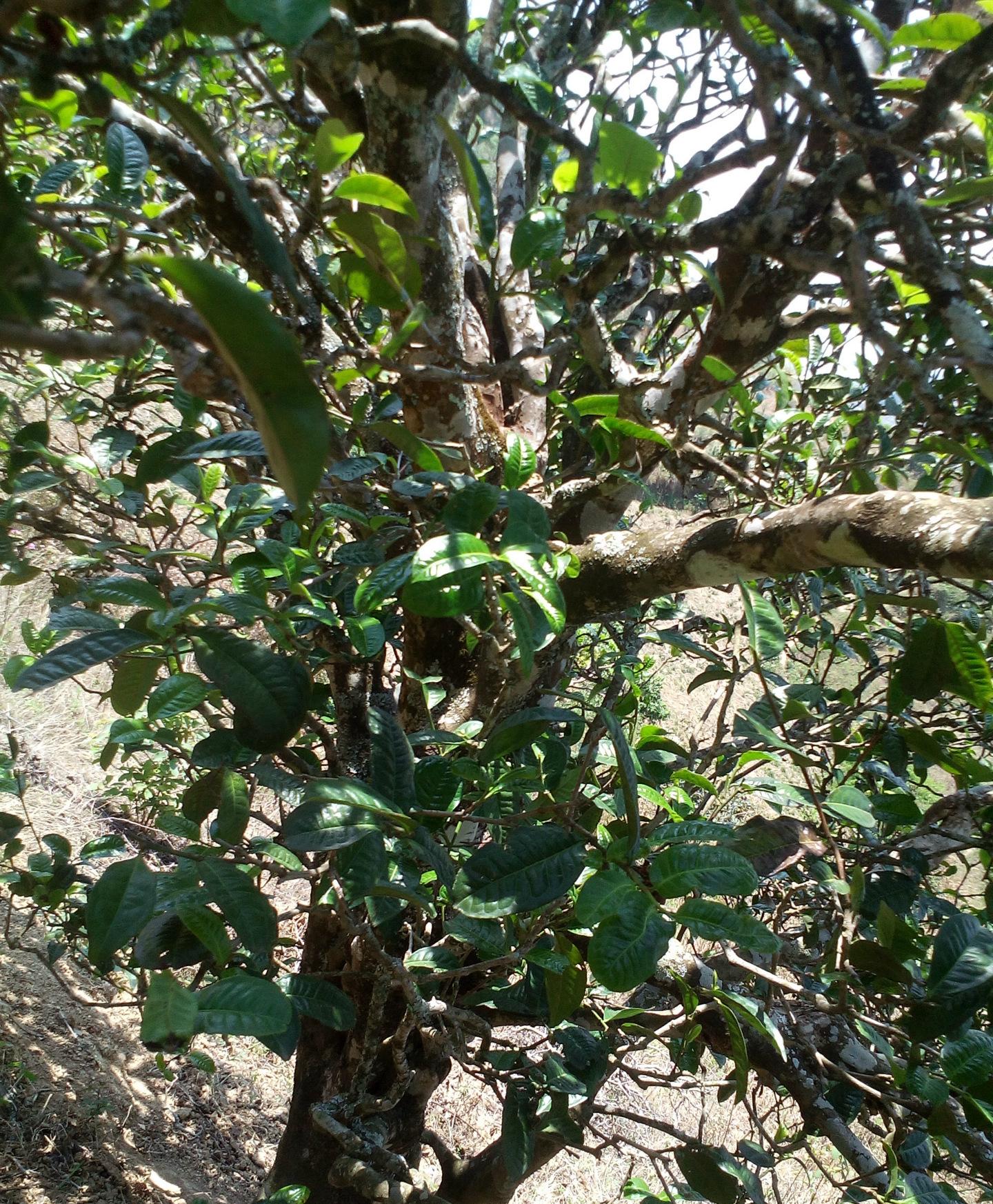 2021年巖子頭古樹秋茶特點(diǎn)？