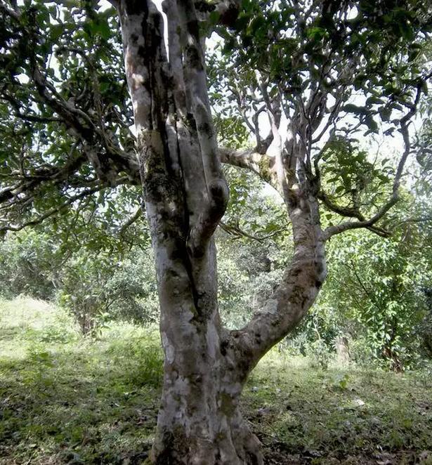 2021年巖子頭古樹秋茶，亂石出好茶！