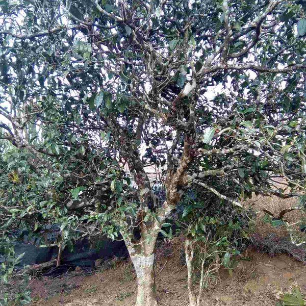 2021馬鞍山古樹(shù)秋茶口感？