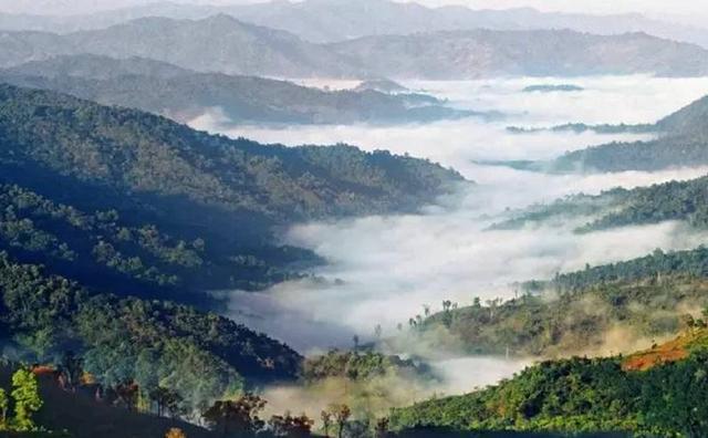 2021白鶯山古樹秋茶特點(diǎn)？