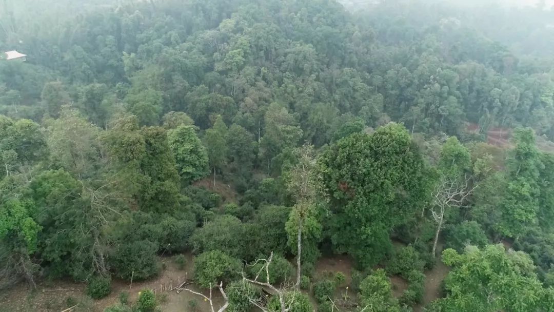 2021年新班章古樹秋茶口感是什么？