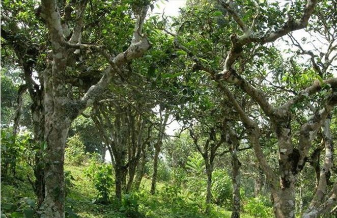 2021年新班章古樹秋茶多少錢一公斤？