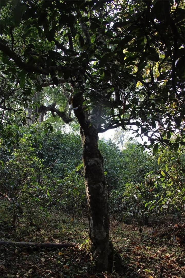 2021年老曼峨古樹秋茶口感是什么？