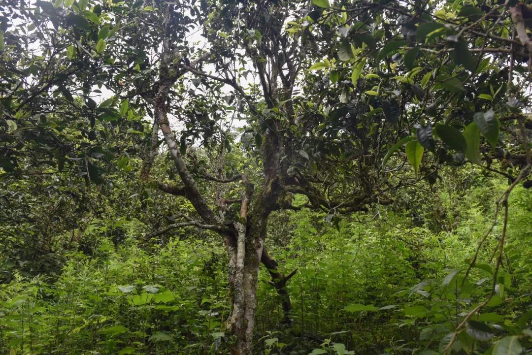 2021年班章茶區(qū)壩卡囡古樹秋茶口感？