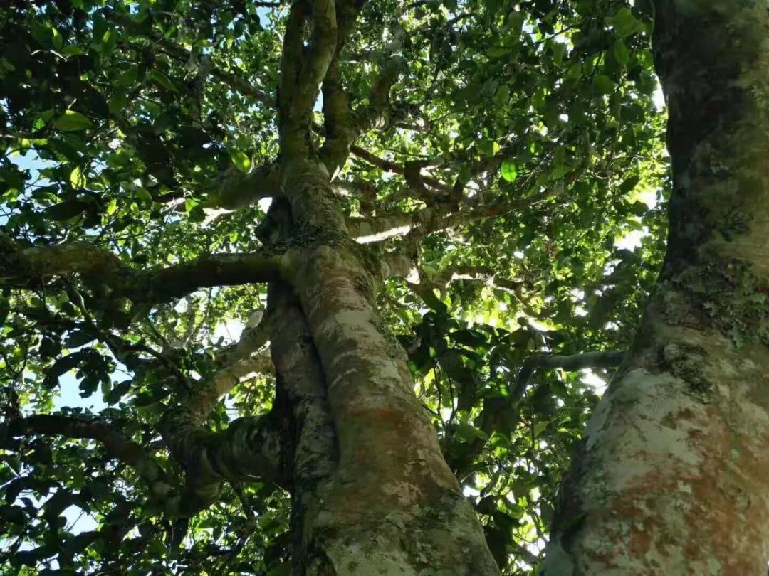 2021年班章茶區(qū)壩卡囡古樹秋茶特點(diǎn)？