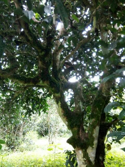 2021年班章茶區(qū)壩卡囡古樹秋茶多少錢一公斤？