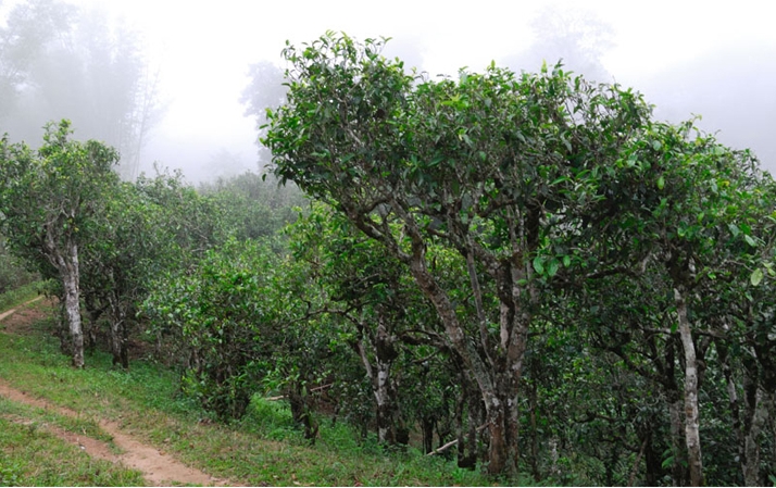 2021年班章茶區(qū)壩卡囡秋茶布朗茶系中的甜茶類(lèi)！