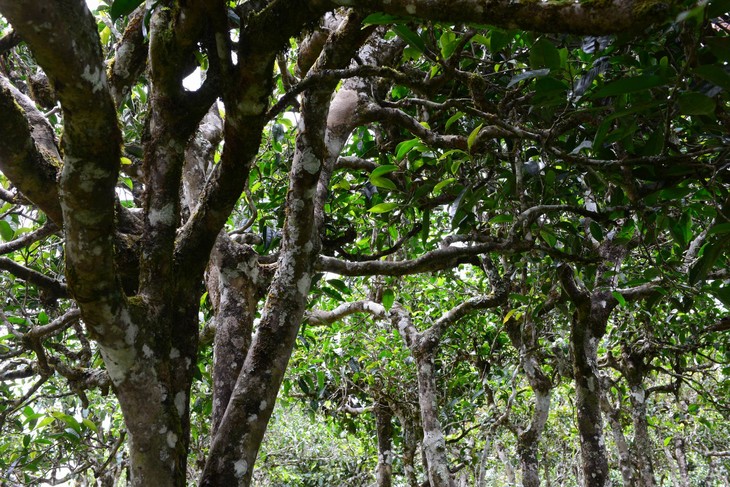 2021年布朗山班盆古樹秋茶價格？