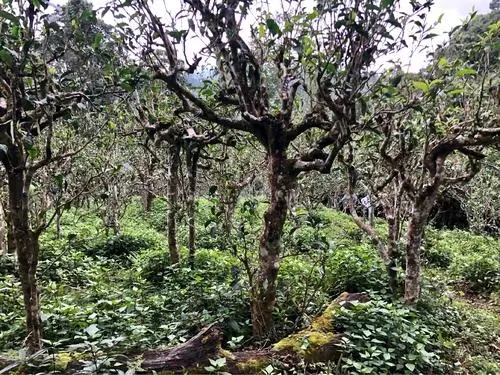 2021年班盆古樹秋茶多少錢一公斤？