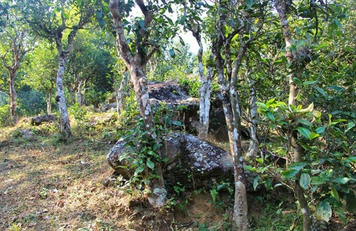2021年勐宋那卡古樹(shù)秋茶特點(diǎn)？