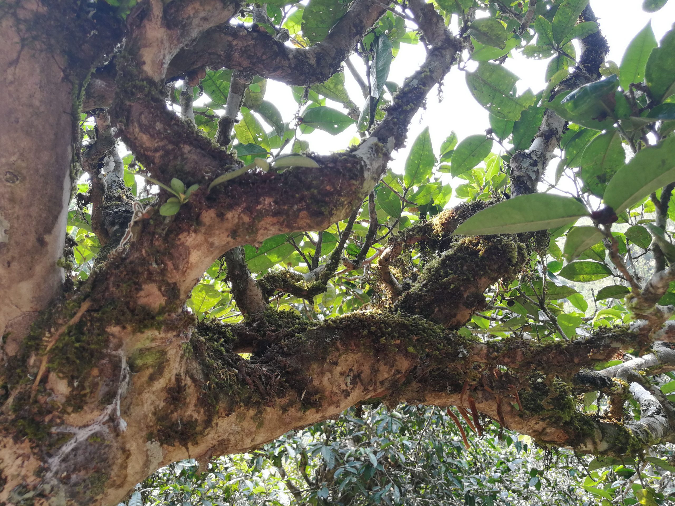 2021年勐宋那卡古樹(shù)秋茶多少錢(qián)一公斤？