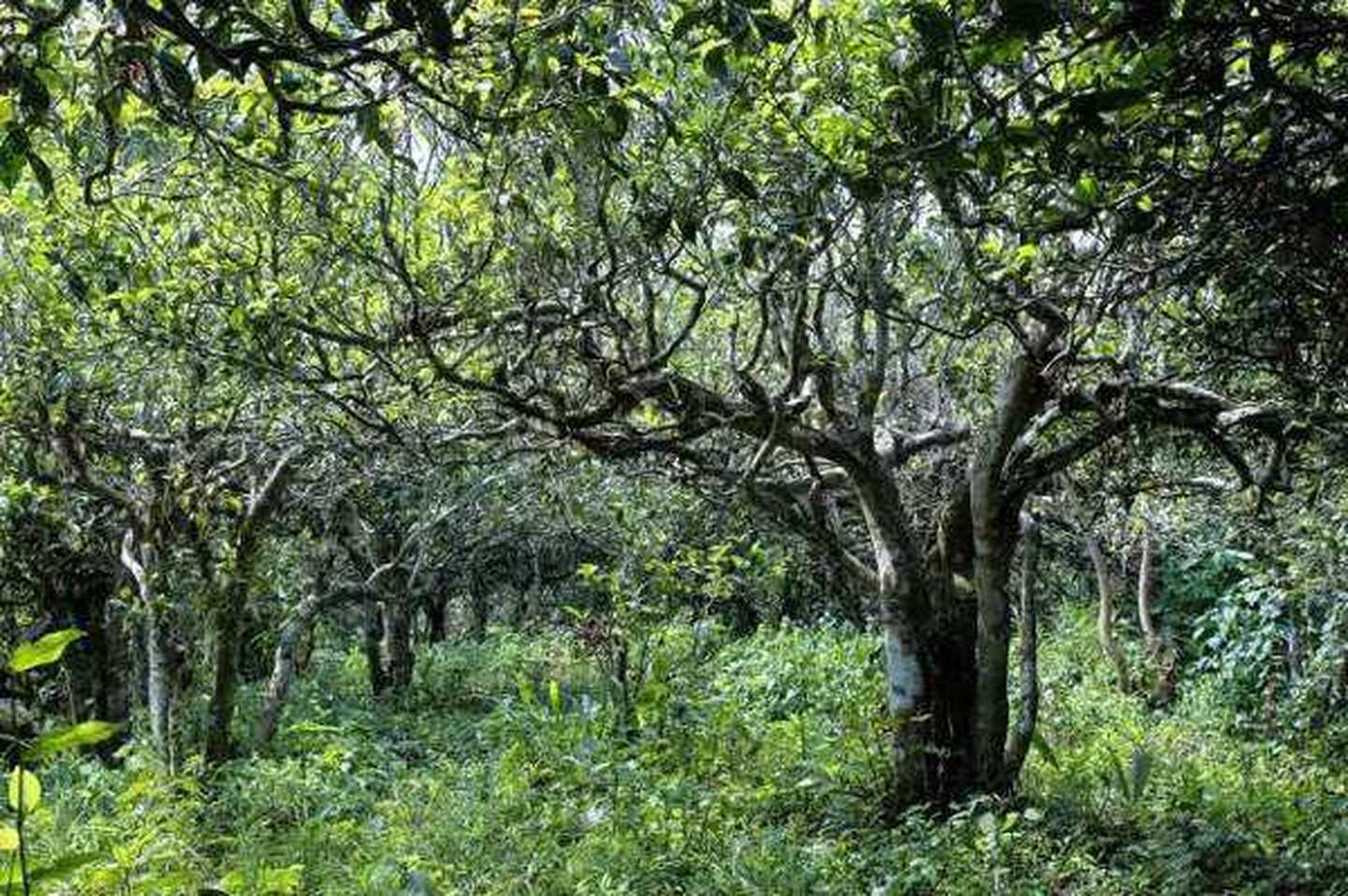 2021年滑竹梁子古樹(shù)秋茶口感？