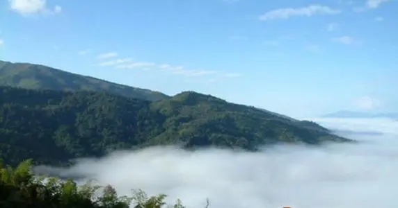 2021年滑竹梁子古樹品鑒實錄？