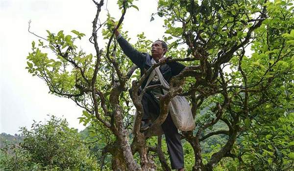 2021年滑竹梁子古樹秋茶多少錢