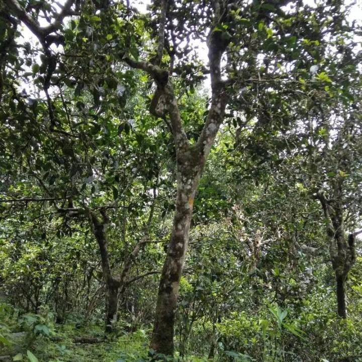 2021年巴達(dá)山章朗古樹(shù)秋茶口感？