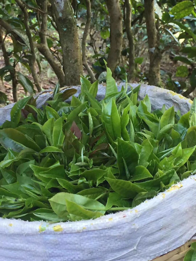 2021年巴達(dá)山章朗古樹秋茶多少錢一公斤？