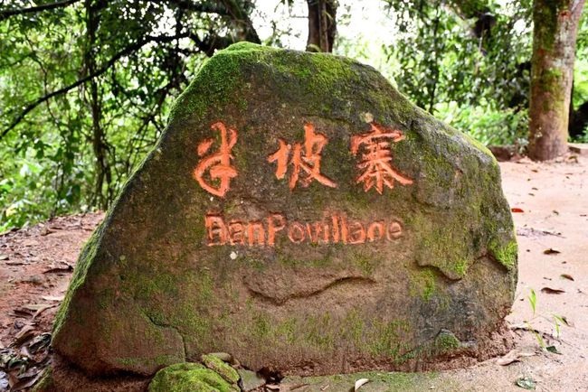 2021年南糯山半坡老寨古樹秋茶口感？