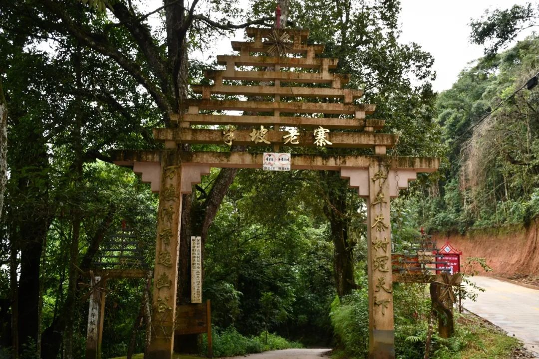 2021年南糯山半坡老寨古樹秋茶特點(diǎn)？