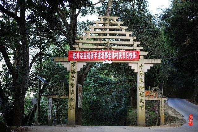 2021年南糯山半坡老寨古樹秋茶價格？