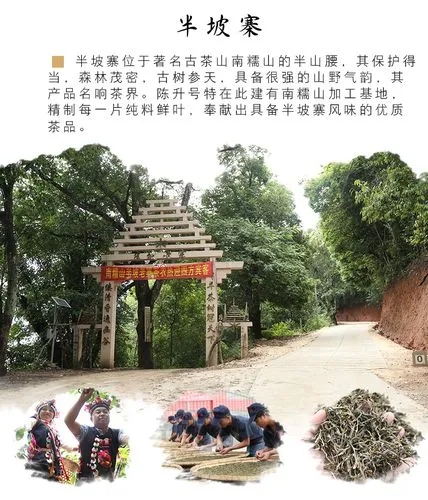 2021年南糯山半坡老寨古樹秋茶品鑒！