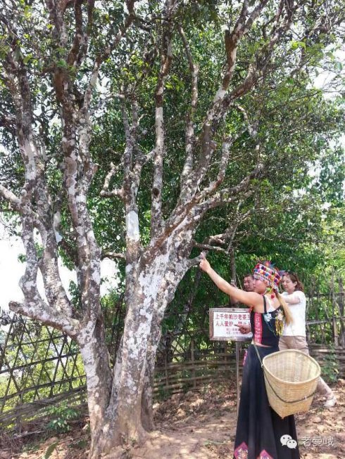 2021年帕沙古樹秋茶價格是多少?