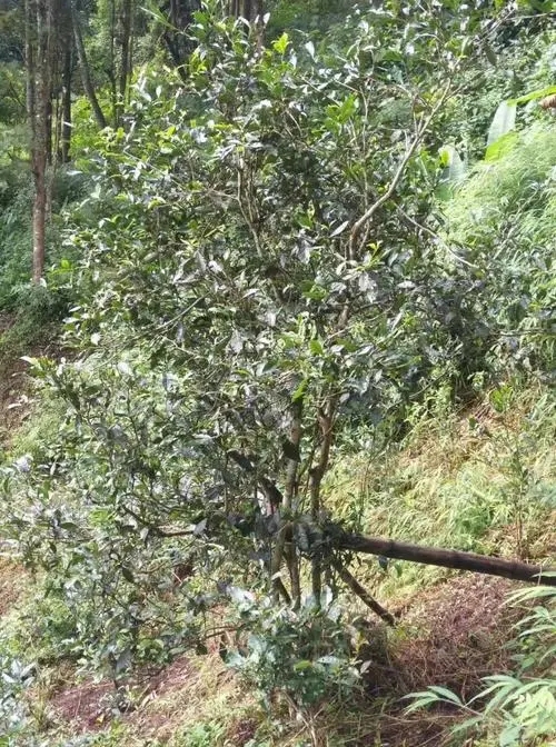 2022年須立貢茶古茶山詳解！