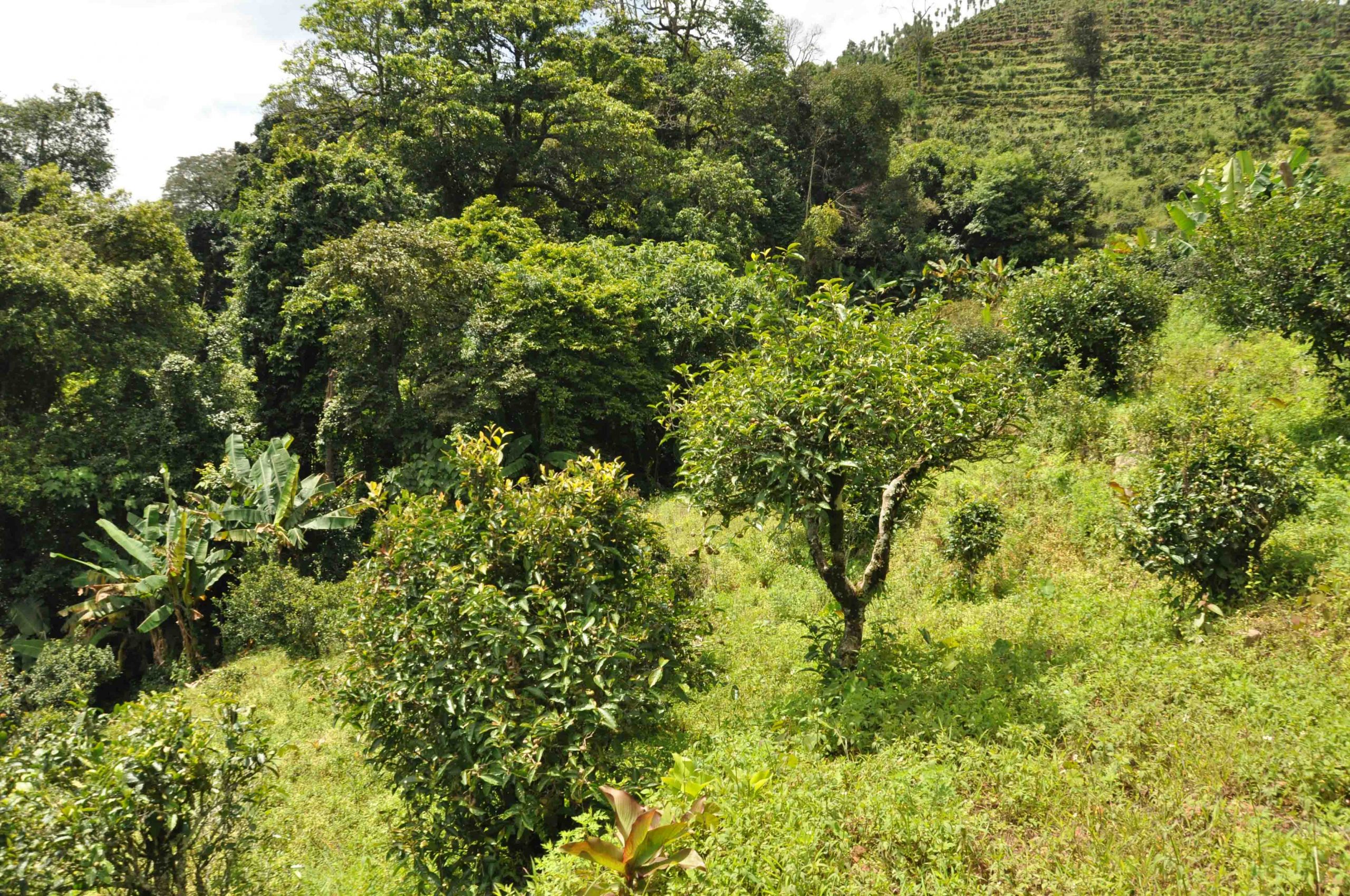 2022年迷倒皇帝的貢茶-迷帝古樹春茶特點(diǎn)？