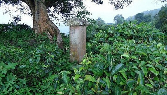 2022年迷帝古樹(shù)春茶價(jià)格？