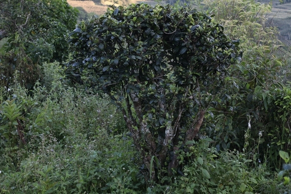 2022年迷帝古樹(shù)春茶，這里的茶 皇帝都著迷